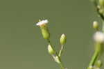 Canadian horseweed